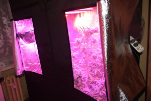 Zdjęcie kolorowe. Z czarnego namiotu wydobywa się fioletowe światło z otwartego okna. W głębi widać roślinę konopi indyjskich