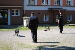 Zdjęcie kolorowe. Policjanci wraz z psami pokazują ćwiczenia z posłuszeństwa