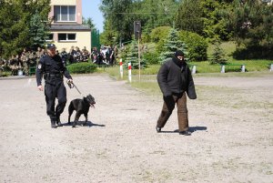 Zdjęcie kolorowe. Prowadzenie przez przewodnika z psem służbowym osoby zatrzymanej