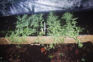 Zdjęcie kolorowe. Rośliny marihuany w różnych stadiach rozwoju