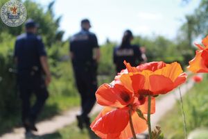 Zdjęcie kolorowe. Zbliżenie na czerwonego kwiata. W tle idą policjanci