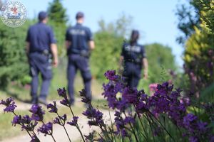 Zdjęcie kolorowe. Zbliżenie na czerwonego kwiata. W tle idą policjanci