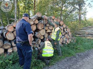 Zdjęcie kolorowe. Funkcjonariuszami straży leśnej dokonują pomiaru dłużycy