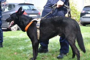 Zdjęcie kolorowe. Czarny pies rasy owczarek belgijski