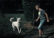 Zdjęcie kolorowe. Chłopiec drażni białego psa znajdującego się za ogrodzeniem.
